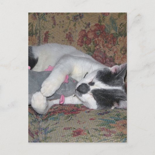 Carte Postale Chaton couchant (Devant)
