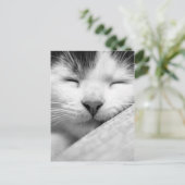 Carte Postale Chaton couchant (Debout devant)