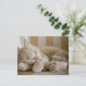 Carte Postale Chaton couchant (Debout devant)
