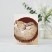 Carte Postale Chaton couchant (Debout devant)