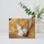 Carte Postale Chaton couchant (Debout devant)
