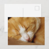 Carte Postale Chaton couchant (Devant / Derrière)