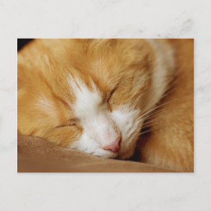 Carte Postale Chaton couchant