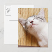 Carte Postale Chaton couchant (Devant / Derrière)