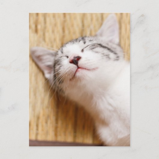 Carte Postale Chaton couchant (Devant)