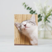 Carte Postale Chaton couchant (Debout devant)