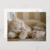 Carte Postale Chaton couchant (Devant / Derrière)