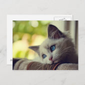 Carte Postale Chaton de Ragdoll (Devant / Derrière)