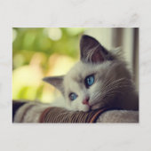 Carte Postale Chaton de Ragdoll (Devant)
