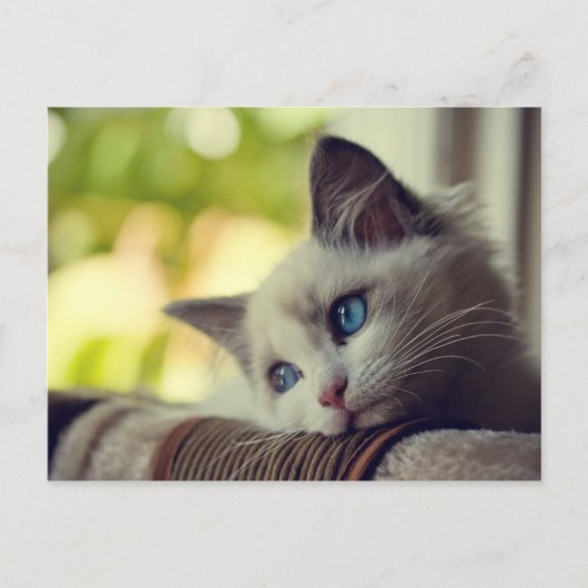 Carte Postale Chaton de Ragdoll (Devant)