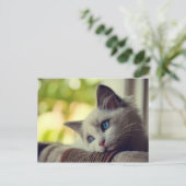 Carte Postale Chaton de Ragdoll (Debout devant)