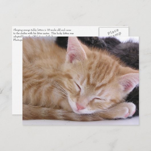 Carte Postale Chaton de sommeil (Devant / Derrière)