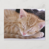 Chaton de sommeil