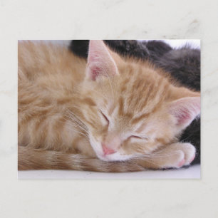 Carte Postale Chaton de sommeil