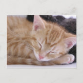 Carte Postale Chaton de sommeil (Devant)