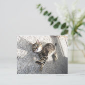 Carte postale chaton détendue et étirée (Debout devant)