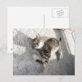 Carte postale chaton détendue et étirée (Devant / Derrière)