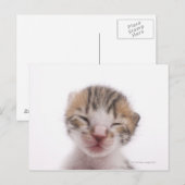 Carte Postale Chaton dormant (Devant / Derrière)