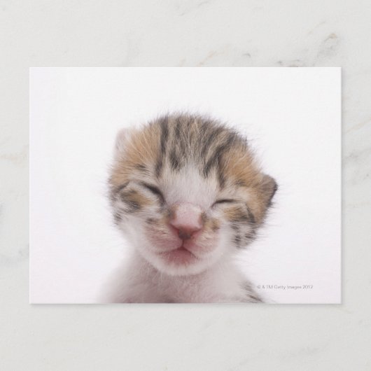 Carte Postale Chaton dormant (Devant)
