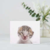 Carte Postale Chaton dormant (Debout devant)