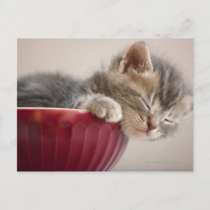 Carte Postale Chaton dormant dans un bol