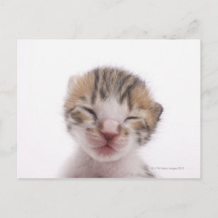 Carte Postale Chaton dormant, gros plan de la tête