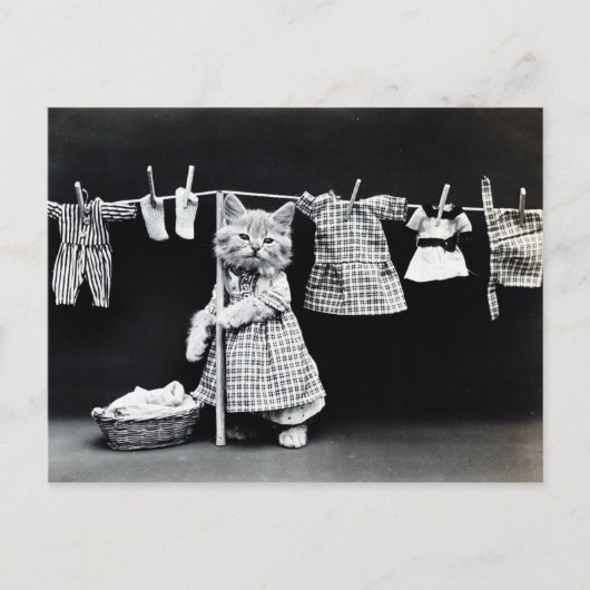 Carte Postale Chaton et linge vintage (Devant)