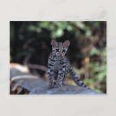 Carte Postale Chaton Margay (Felis wiedi) dans l'arbre (Devant)