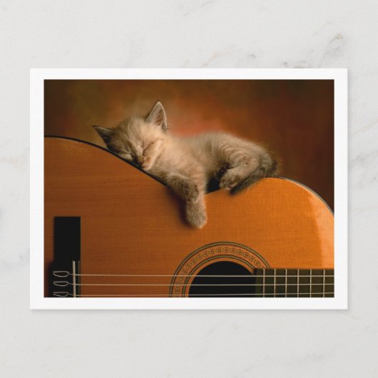 Carte Postale chaton mignon (Devant)