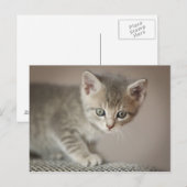 Carte Postale Chaton minuscule (Devant / Derrière)