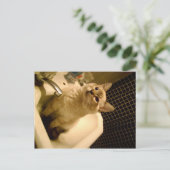 Carte Postale chaton mixte siamois (Debout devant)