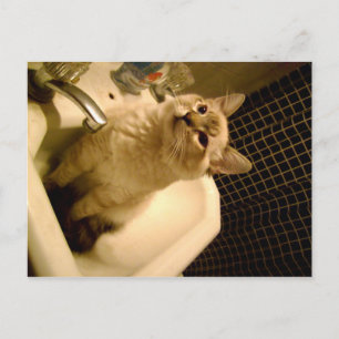 Carte Postale chaton mixte siamois