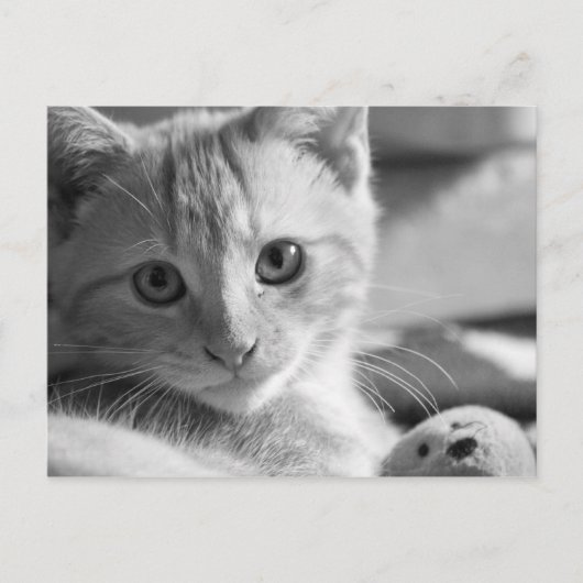 Carte Postale Chaton monocolore (Devant)