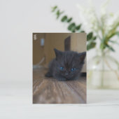 Carte Postale Chaton noir (Debout devant)