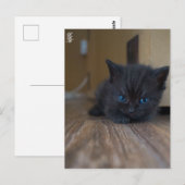 Carte Postale Chaton noir (Devant / Derrière)