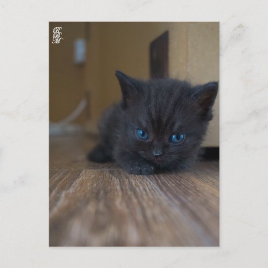Carte Postale Chaton noir (Devant)