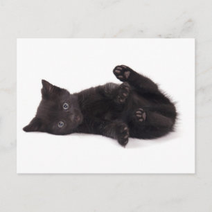 Carte Postale chaton noir