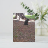 Carte Postale chaton noir adorable errant (Debout devant)