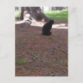 Carte Postale chaton noir adorable errant (Devant)