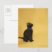 Carte Postale Chaton noir en col (Devant / Derrière)