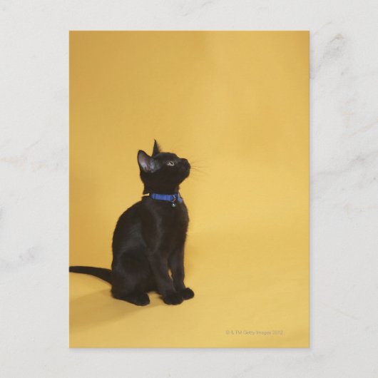 Carte Postale Chaton noir en col (Devant)