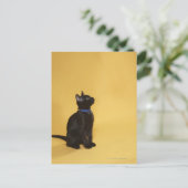 Carte Postale Chaton noir en col (Debout devant)