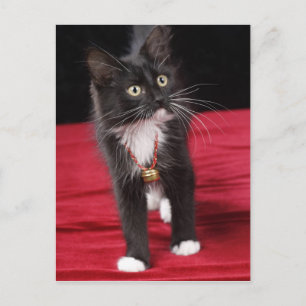 Carte Postale Chaton noir et blanc à poils courts, 2 mois 1/2