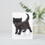 Carte Postale chaton noir mignon (Debout devant)