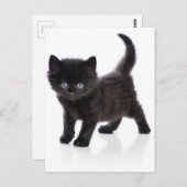 Carte Postale chaton noir mignon (Devant / Derrière)