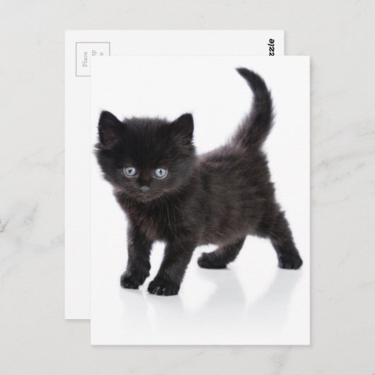 Carte Postale chaton noir mignon (Devant / Derrière)