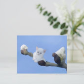 Carte Postale chaton printemps (Debout devant)