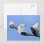 Carte Postale chaton printemps (Devant / Derrière)
