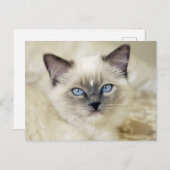 Carte Postale chaton ragdoll (Devant / Derrière)