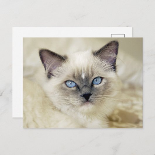 Carte Postale chaton ragdoll (Devant / Derrière)